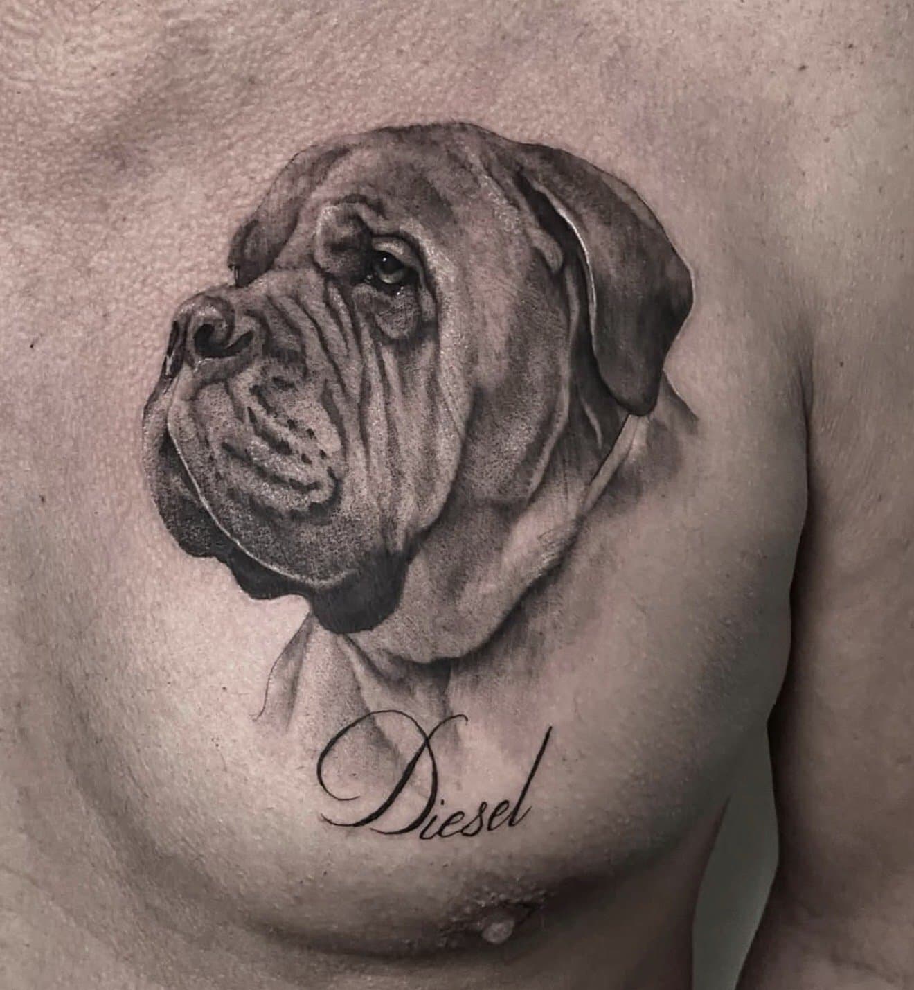 Portret van een bulldog met de naam Diesel eronder, op de borst